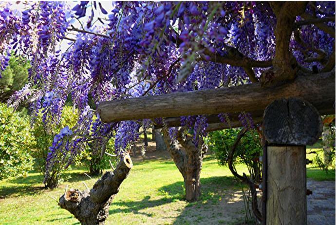 Lei Souco Bed and Breakfast Ramatuelle Buitenkant foto